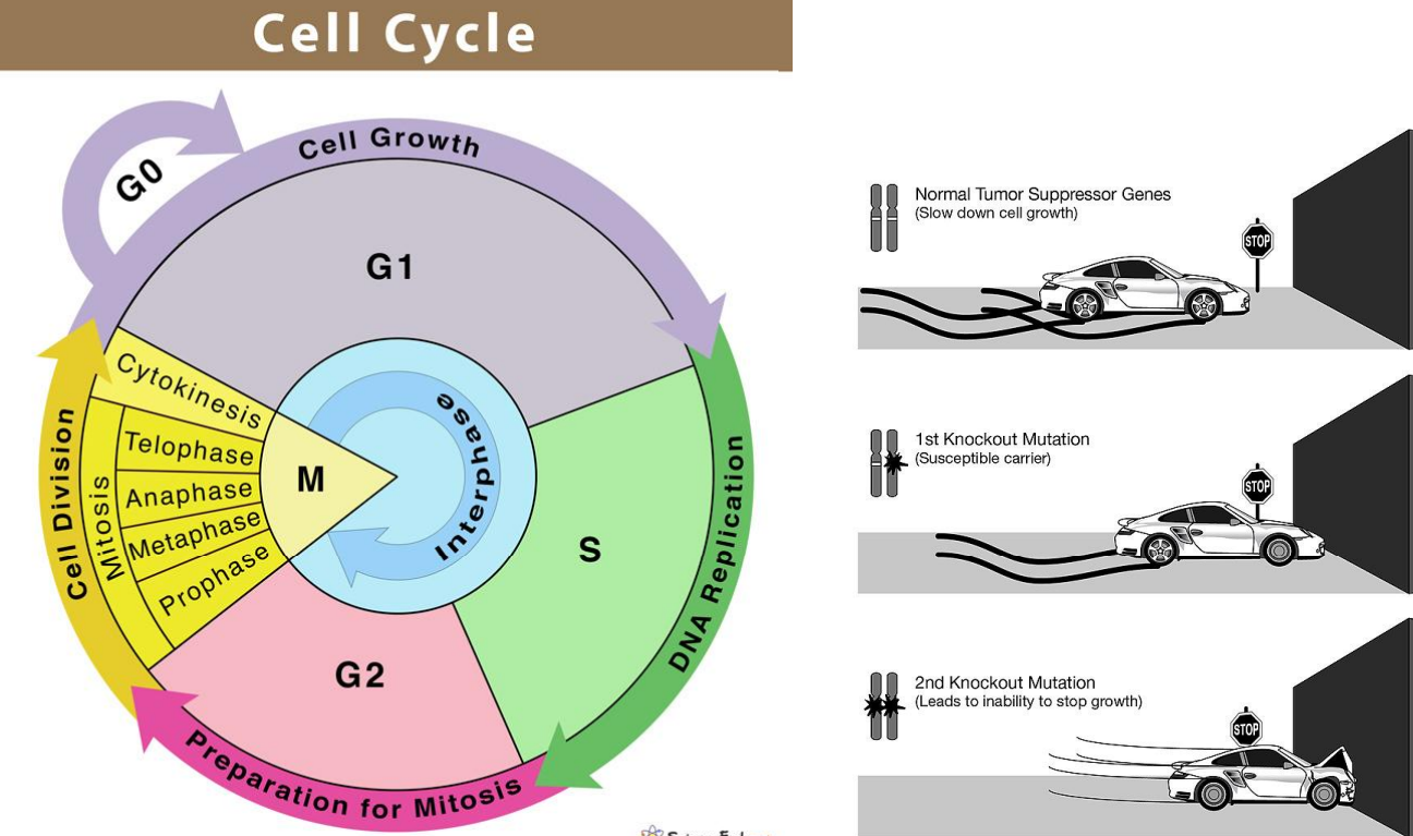 <p><strong>Gene Alterations: </strong>Tumor Suppressor Genes ("Brakes")</p>