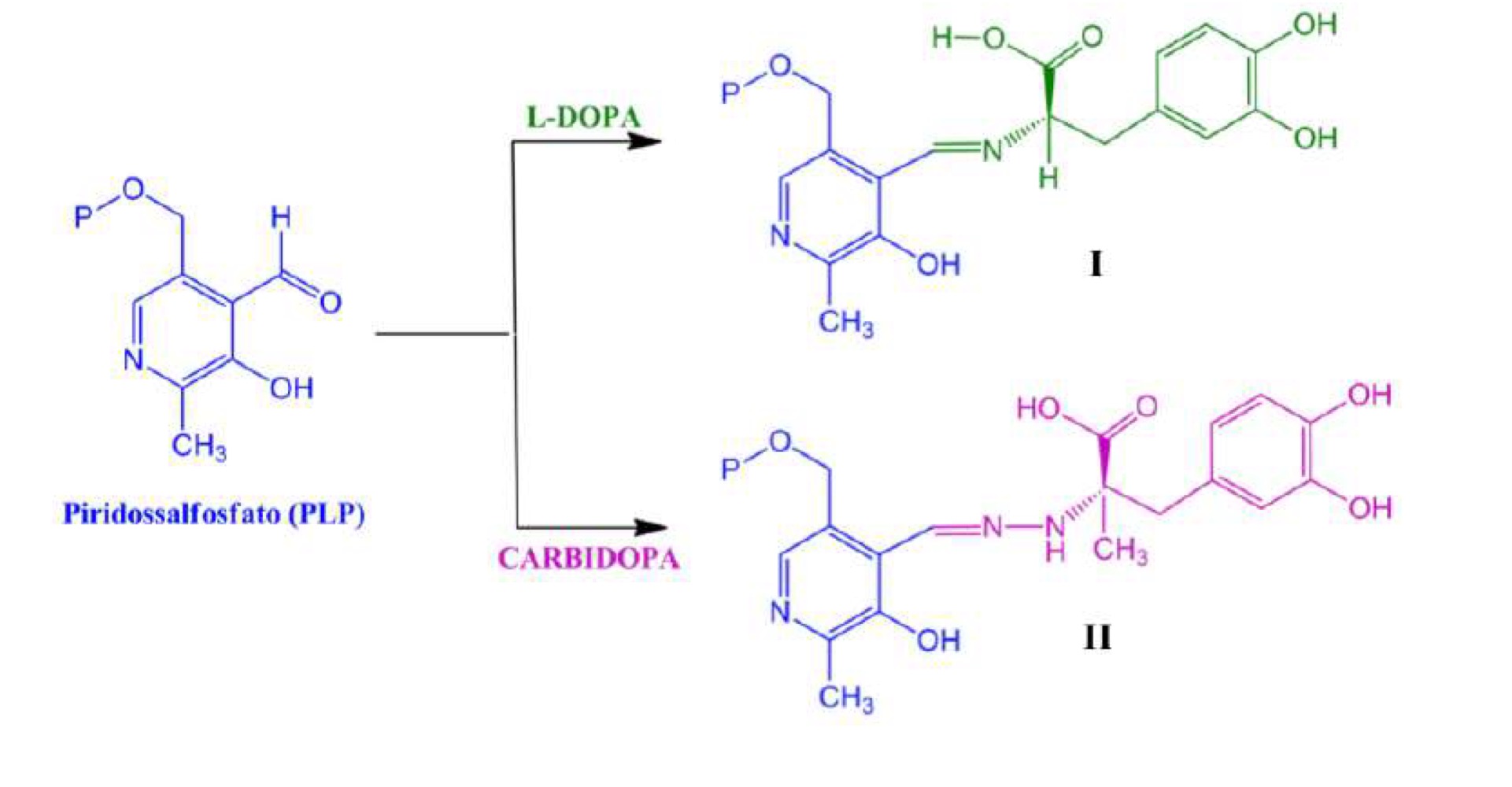 <p><strong>Duplice effetto:</strong></p><ul><li><p>inibisce la degradazione della L-DOPA a livello periferico aumentandone le concentrazioni a livello centrale</p></li><li><p>Impedisce l’insorgimento degli effetti collaterali della dopamina a livello centrale</p></li></ul><p></p><p>Il <strong>meccanismo d’azione</strong> di questi inibitori si basa sul fatto che il cofattore dell’enzima è il PLP (piridossalfosfato), che è un derivato della vitamina B6: la L-dopa, fisiologicamente, reagisce con il PLP dando un’immina, che decarbossila facilmente e poi viene idrolizzata, portando alla generazione della dopamina (I). Nel caso della carbidopa, la reattività è simile: si forma una base di Schiff tra il PLP e l’idrazide, formando così non una semplice immina, ma un idrazone. L’idrazone è più stabile, quindi la decarbossilazione che si verifica nella reazione fisiologica non può essere realizzata a questo livello: l’intermedio di reazione della carbidopa è stabile, quindi l’enzima viene bloccato e inibito (II).</p>