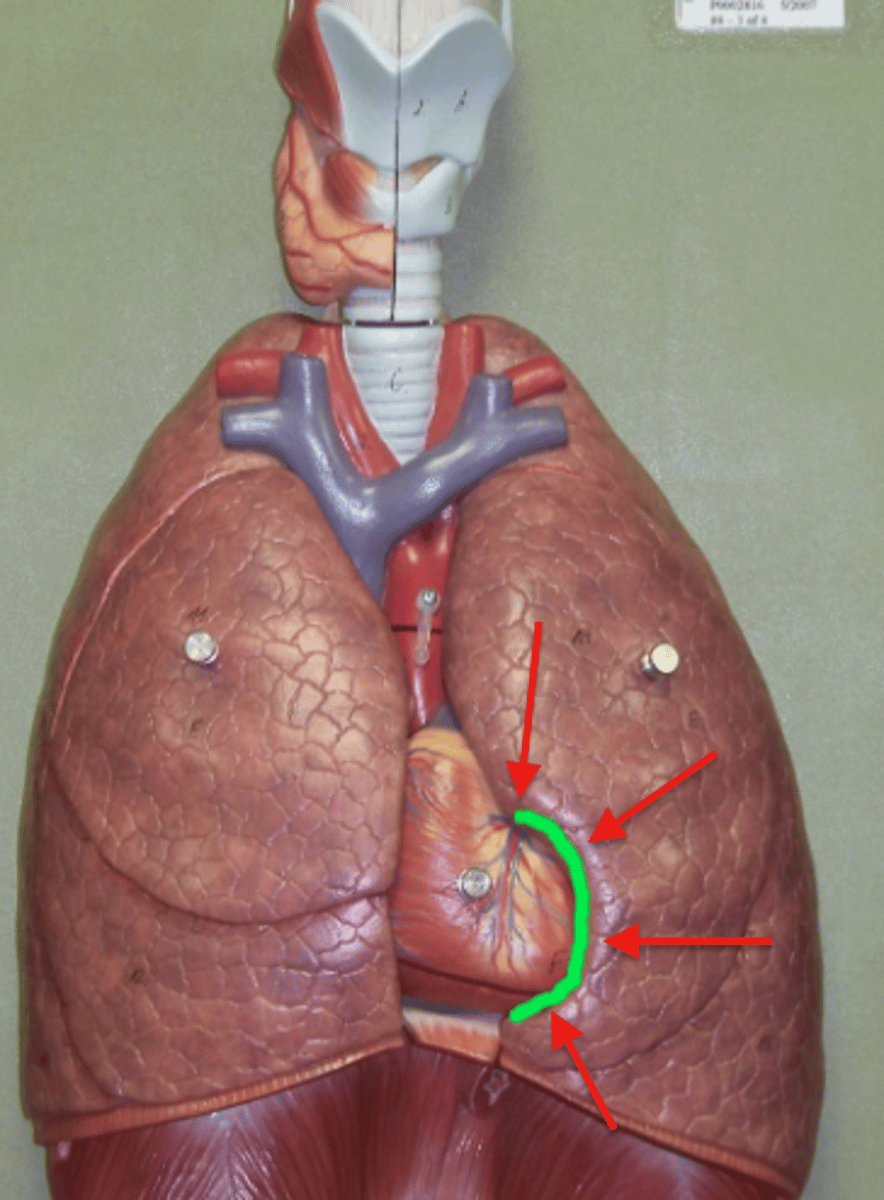 <p>a concave space on the left lung in which the heart lies</p>
