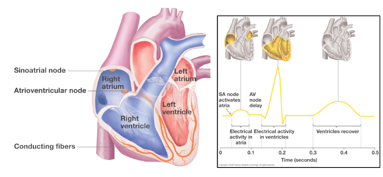 <p>In the heart, electrical activity spreads through the atrium <em>from the sinoatrial (SA) node</em>. Once it arrives at the atrioventricular (AV) node, fibers there carry the electrical signal to the opposite end of the heart so that the direction of contraction moves blood to the exits of the ventricles. The flow of electrical events generates a domino effect of cellular contractions that generates the directional contractions that move blood efficiently towards the exits.</p><p>Blood enters atria, then is pumped into ventricles which then pump blood to the body and lungs.</p><p></p><p><strong>SA NODE = PACEMAKER!</strong></p>