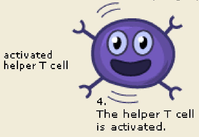 <ol><li><p>Phagocyte eats bacteria</p></li><li><p>Parts of the bacteria (antigen) goes to the surface of phagocyte</p></li><li><p>Phagocyte presents antigen to a helper T-cell</p></li><li><p>Helper T-cell is activated</p></li></ol><p></p>