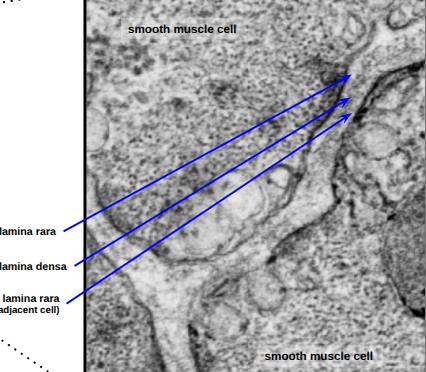 <p>what smooth muscle cells attach to. composed of:</p><ul><li><p>lamina rara- clear layer on electron micrograph</p></li><li><p>lamina densa- darker on electron micrograph</p></li><li><p>3 layers of rara-densa-rara</p></li></ul><p></p>
