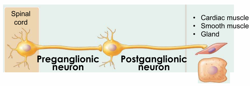 <ul><li><p>Autonomic motor output</p></li></ul><p></p>