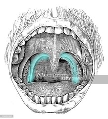 <p>Posterior arch of the soft palate</p>
