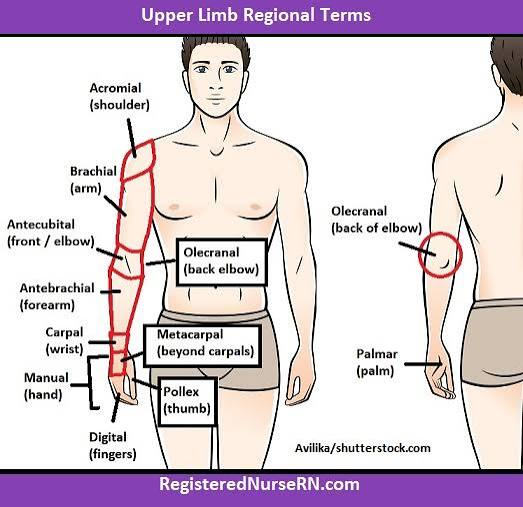 <p>the back or posterior surface of the elbow</p>
