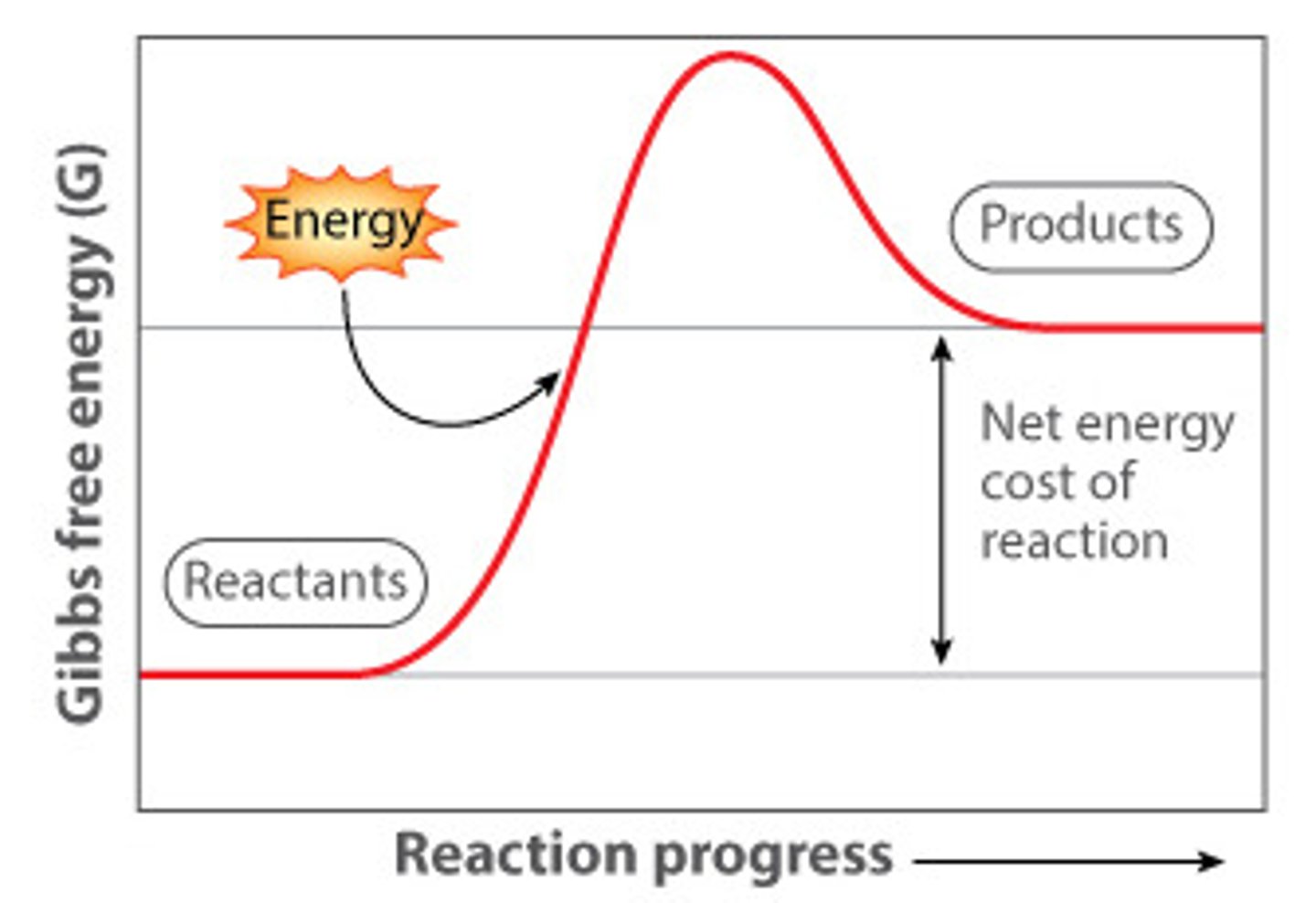 <p>If the reactants contain less energy than the products, free energy is lost to the system</p><p>These reactions are usually anabolic (building up), as energy is required to synthesise bonds between molecules</p>