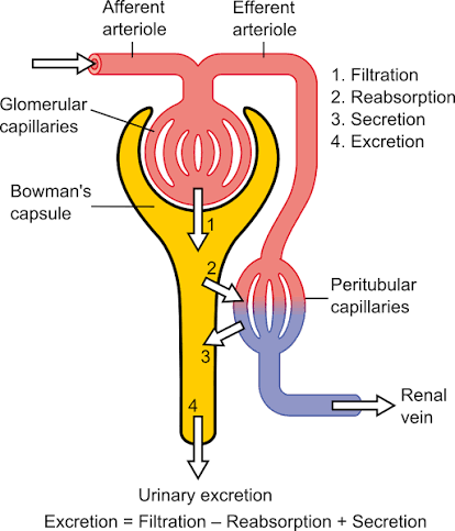 <p>Describe filtration in the kidney</p>