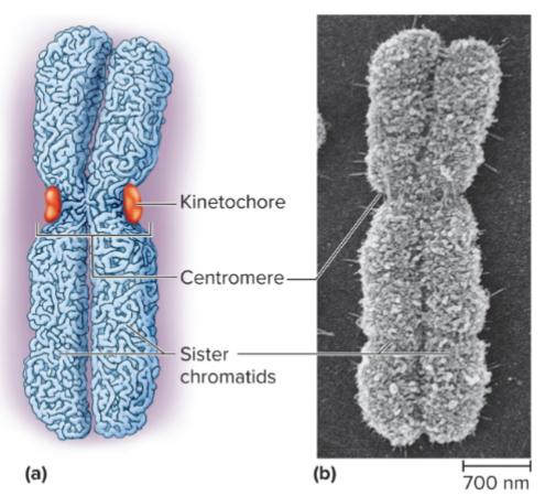 <p>2 parallel filaments of identical DNA </p>