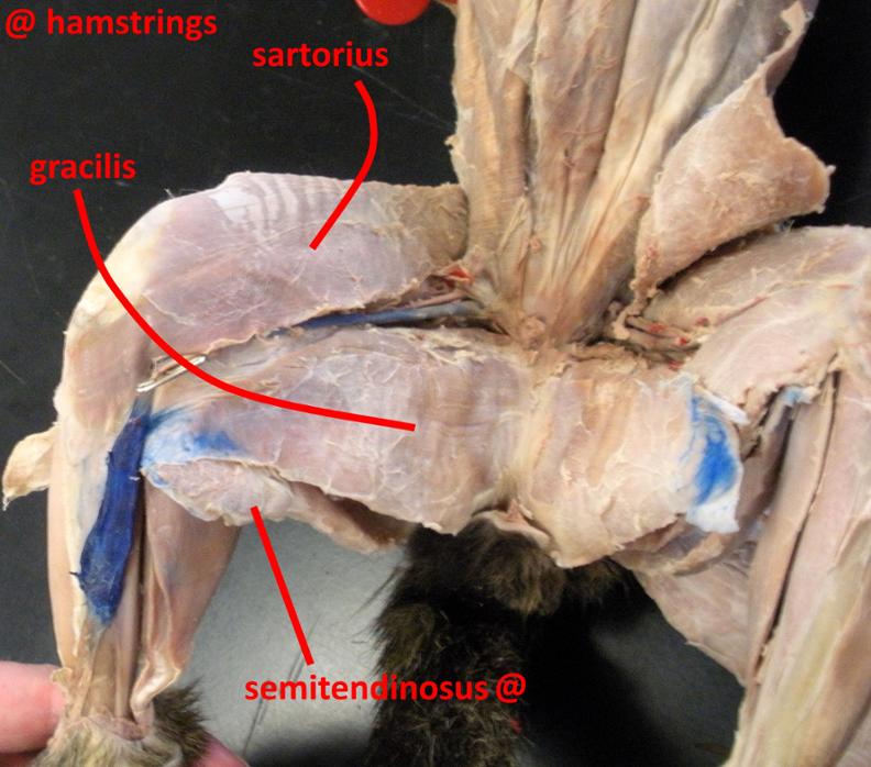 <p>More cranial muscle on the inner thigh</p>