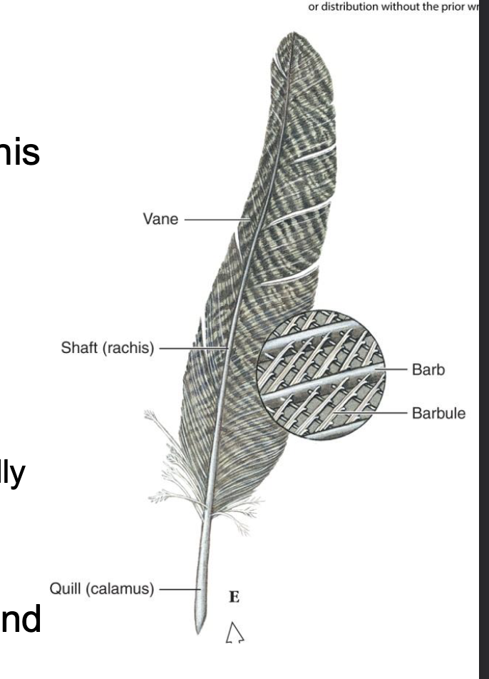 <p>Emerge from each barb and can the barbs together</p>