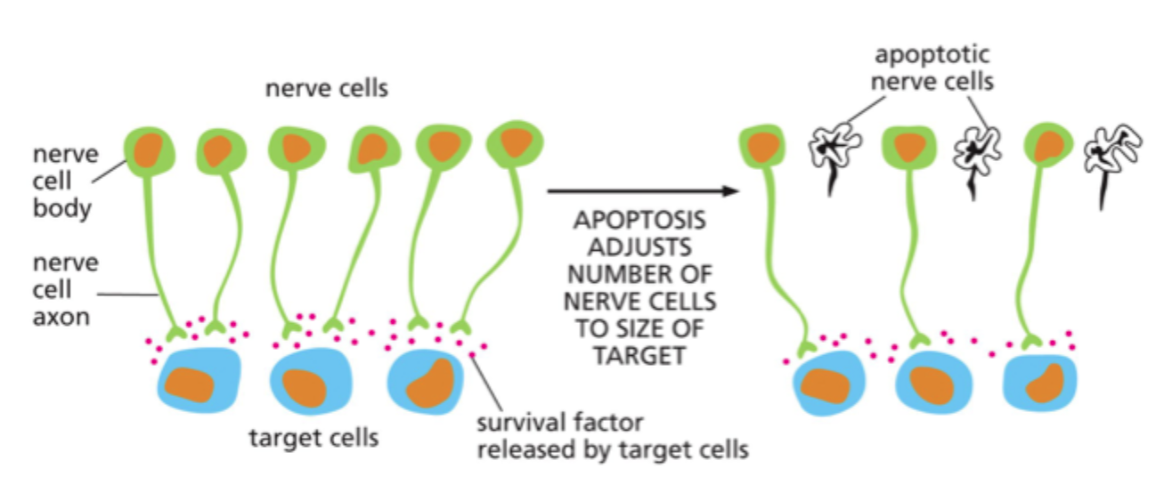 <p>De undergår <strong>apoptose</strong>.</p>