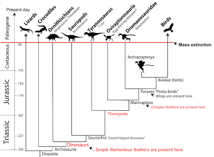 <p><span>therapod ancestry</span></p>