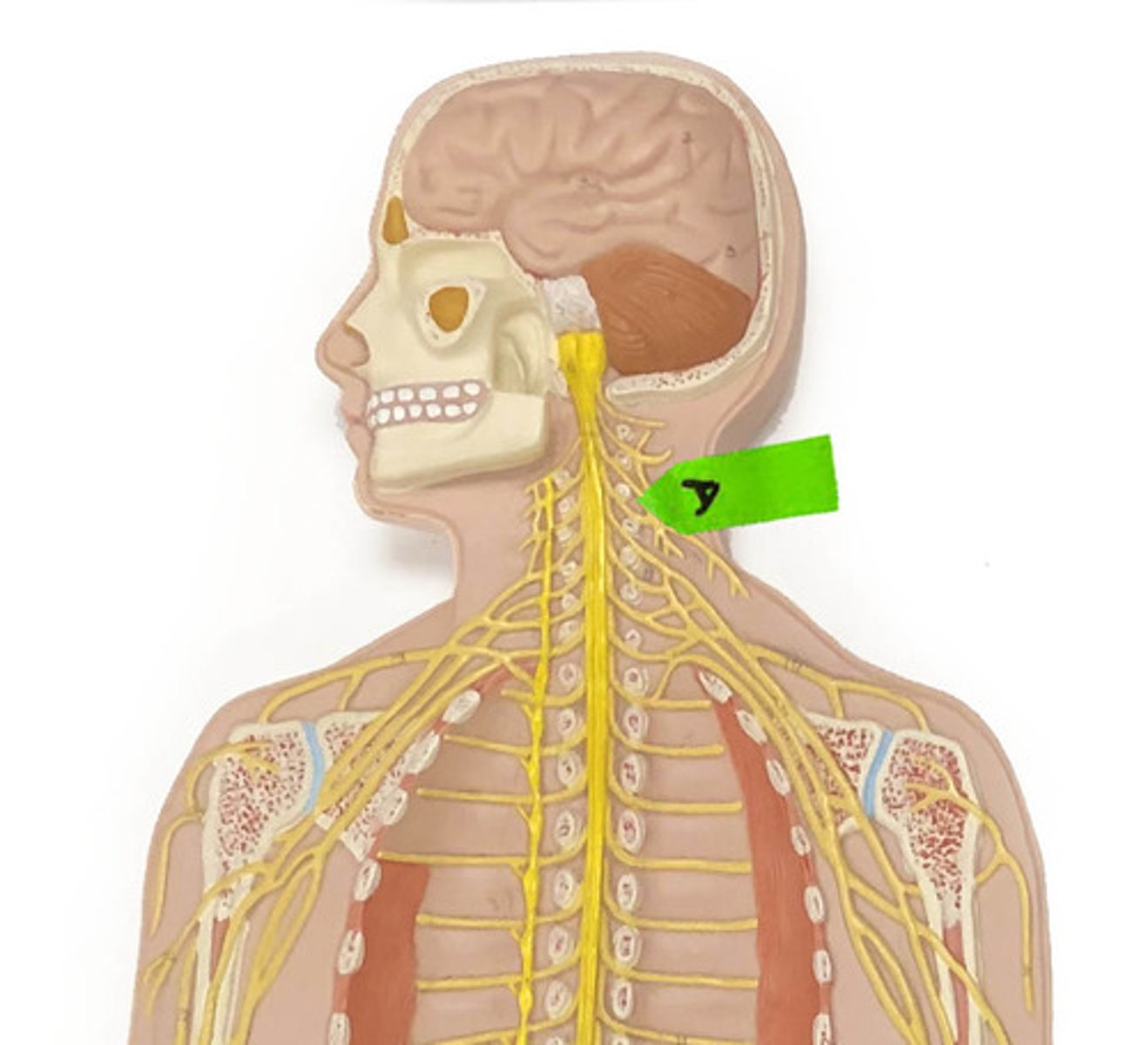 <p>Identify this network of nerves.</p>