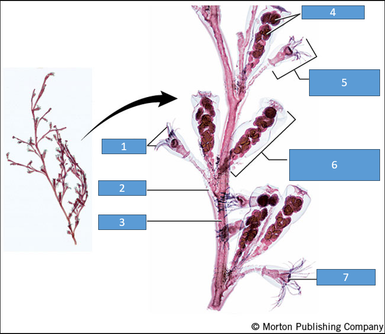 <p>What phylum and class is this</p>