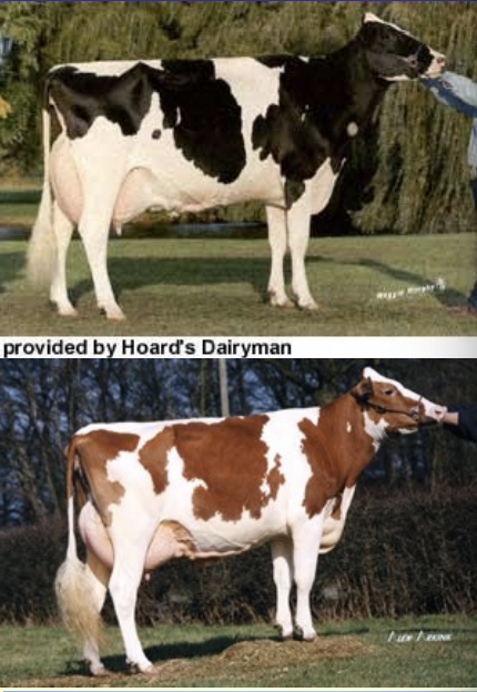 <ul><li><p>origin: netherlands</p></li><li><p>most common breed</p></li><li><p>black and white or red and white</p></li><li><p>largest dairy breed</p></li><li><p>excellent grazers</p></li><li><p>produces the greates quantity of milk</p></li></ul><p></p>