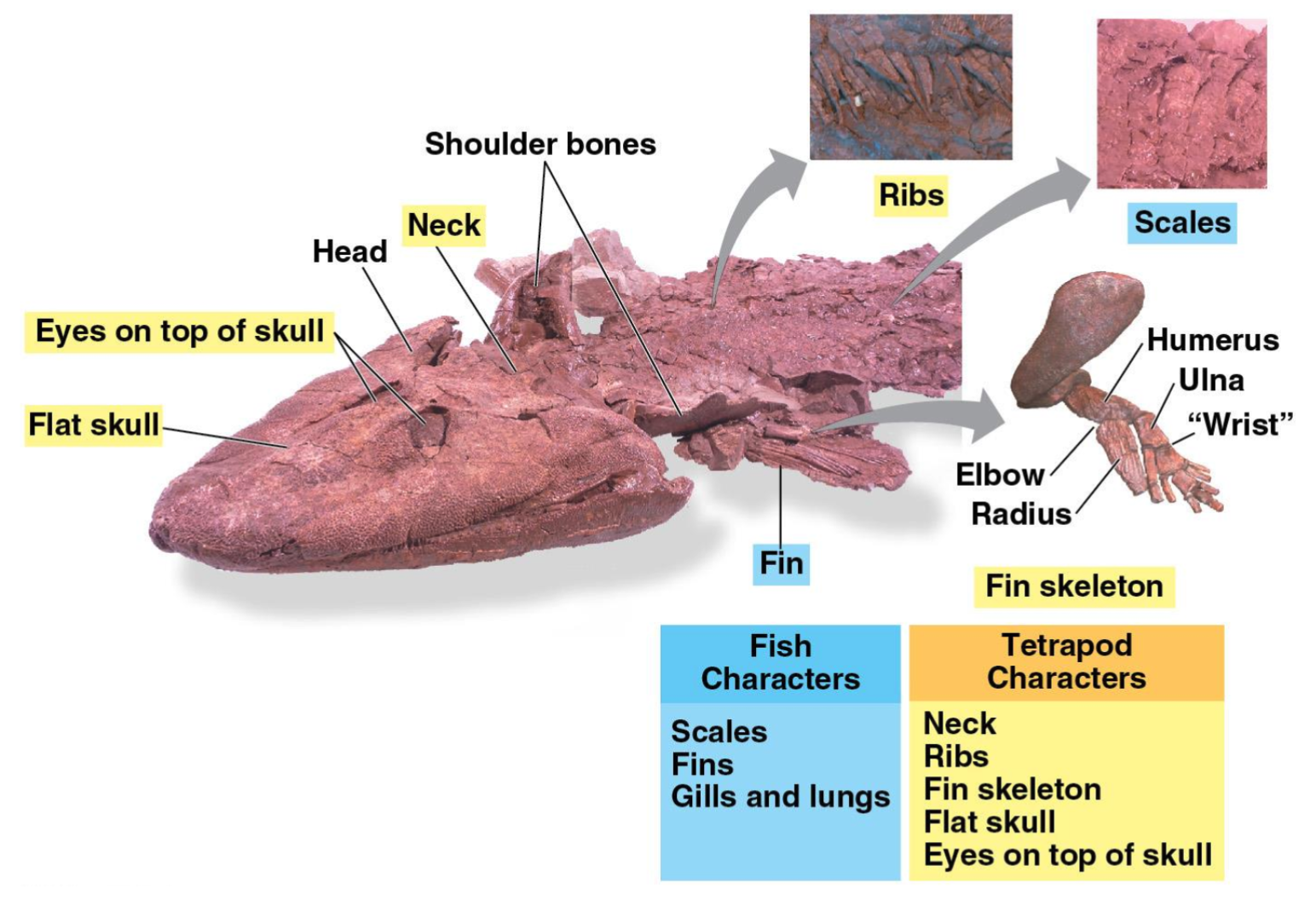<p><em>Tiktaalik</em></p>