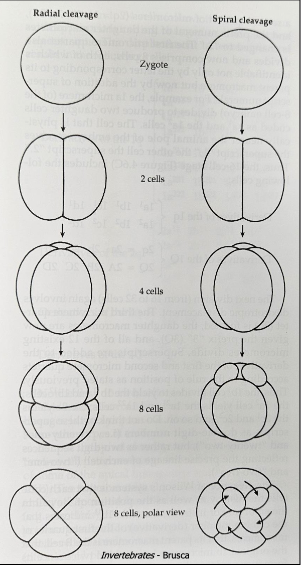 <p>blastopore forms anus</p><ul><li><p>radial cleavage</p></li><li><p>intermediate cleavage (can develop identical twins if split)</p></li><li><p>enterocoely</p></li></ul><p></p>