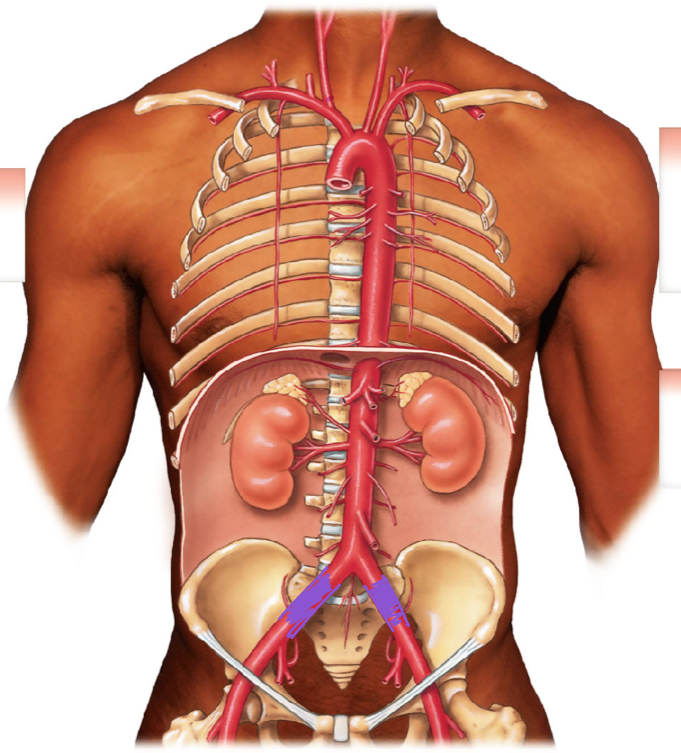 <p>diagram </p>