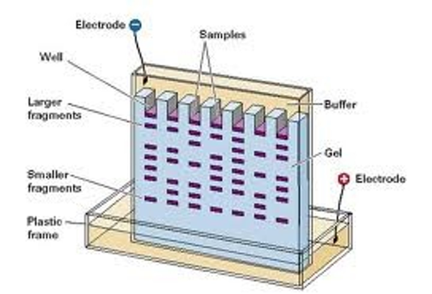 <p>Method of separating protein by SIZE. Useful for proteins that have similar charge.</p><p>You insert your sample of proteins at the top of the gel, which then are subjected to an electric current. This causes the proteins to run down the gel and become separated, as the larger proteins will have a tougher time moving down the gel.</p><p>You run gel electrophoresis under two conditions:</p><p>1. Native- this does not degrade proteins into primary structure. You will use this if attempting to gather information about protein complexes.</p><p>2. SDS-page- this interacts with tertiary and secondary structures to linearize proteins.</p>