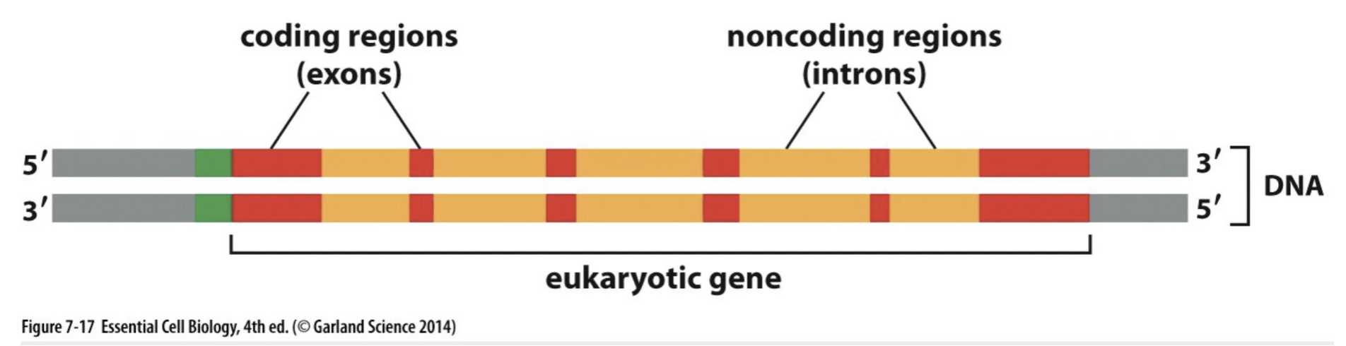 <p>coding regions of the gene, carry genetic info for protein making</p>