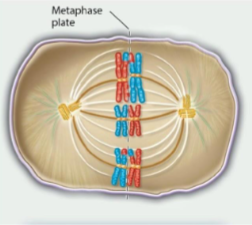 <p>Bivalents organize along the metaphase plate as a double row. This is an essential mechanism in promoting genetic diversity.</p>
