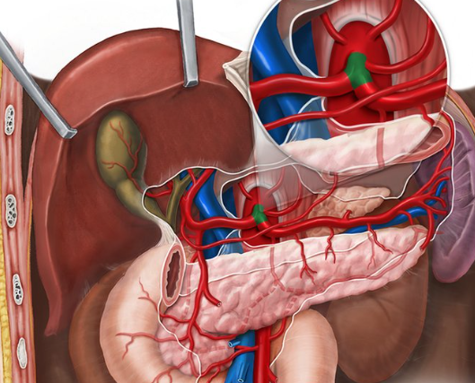 <p>Celiac trunk’s 3 branches:</p>