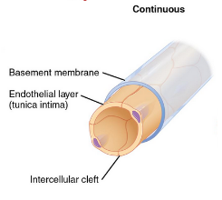 <p>complete endothelium </p><p>in all tissues except epithelia and cartilage </p><p>diffusion of water, small solutes, lipid-soluble materials </p><p>block plasma proteins and blood</p>