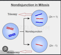 <p>- Disomy: Two copies of each chromosome (Normal)</p><p>- Monosomy: One copy of each chromosome</p><p>- Trisomy: Three copies of each chromosome</p>