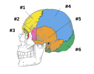 <p><strong>What is #1 in the image above?</strong></p>