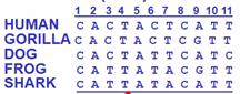 <p>In a DNA character matrix, what are the characters?</p>