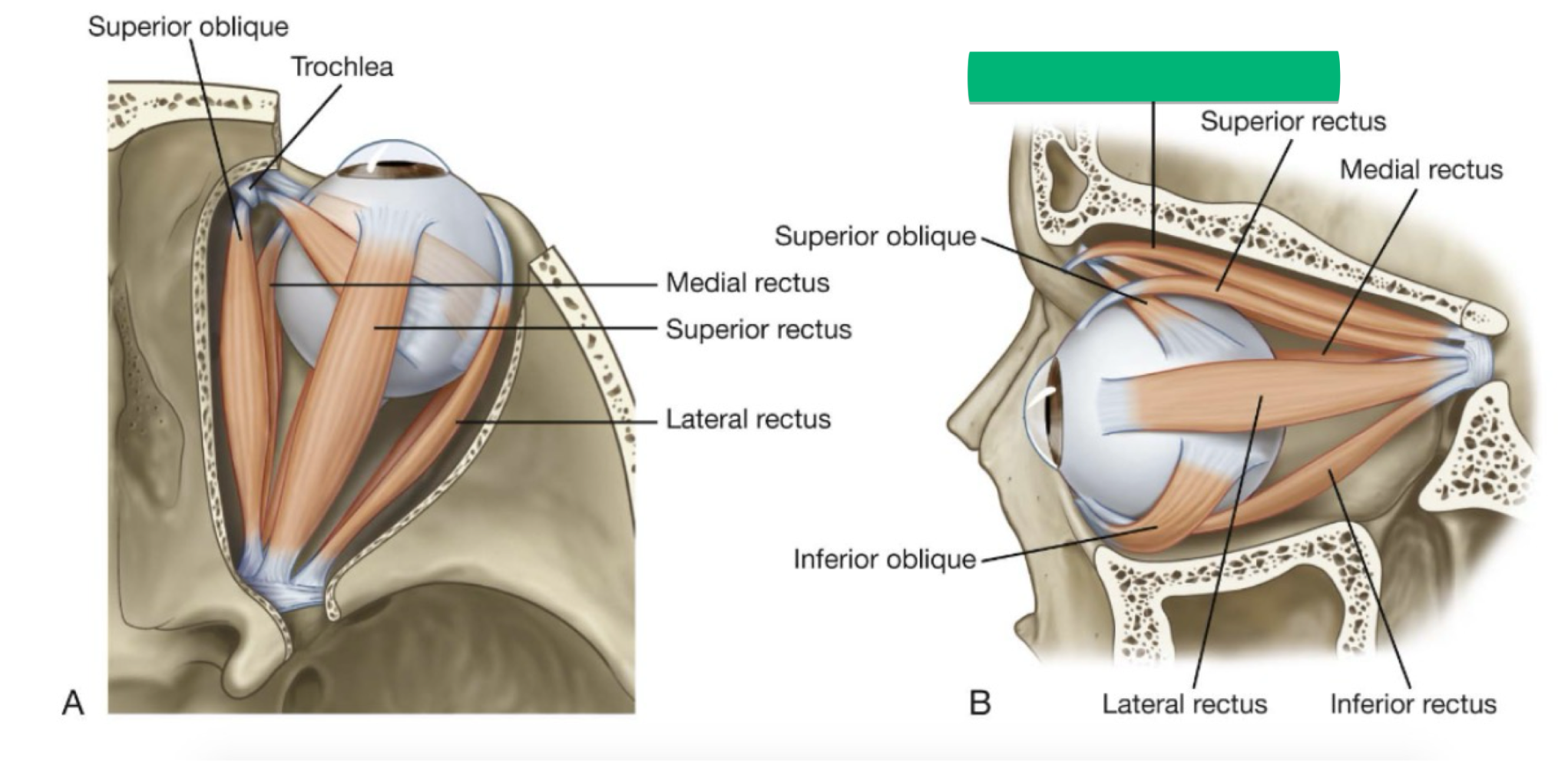 <p>What’s this muscle, its function, nerve</p>
