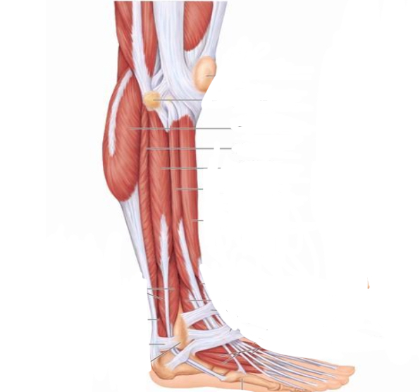 <p>Where is the Gastrocnemius </p>