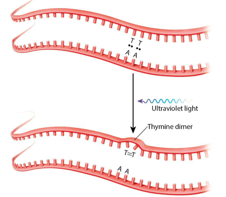 <p>UV light excites thymine bases on the same DNA strand, allowing a covalent bond to form, which distorts the strand.</p>