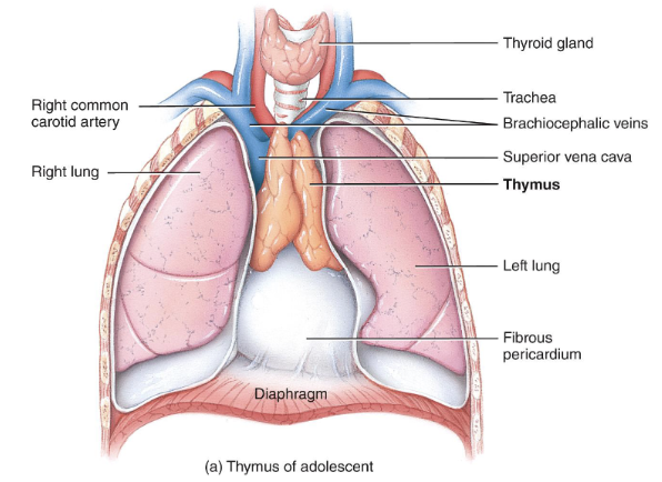 <p>organs where immune cells become immunocompetent; red bone marrow, thymus</p>