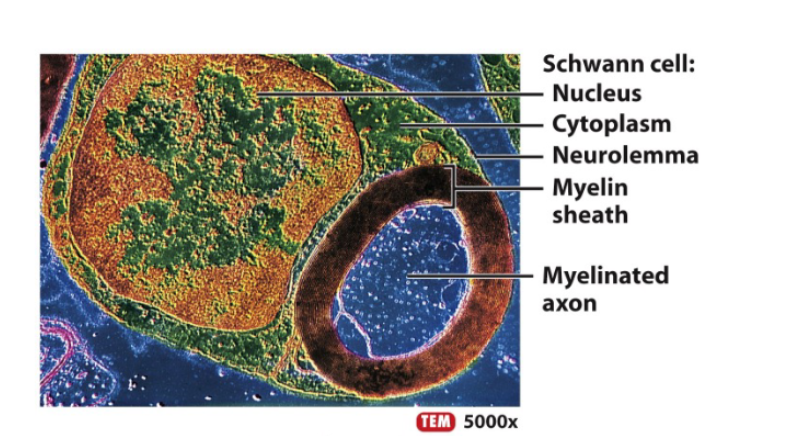 <p>satelite cells </p>