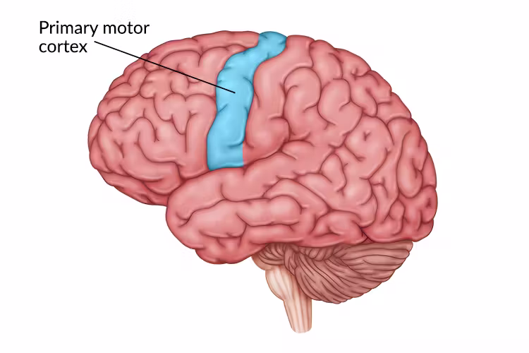 <p><span>What is the primary motor cortex?</span></p>