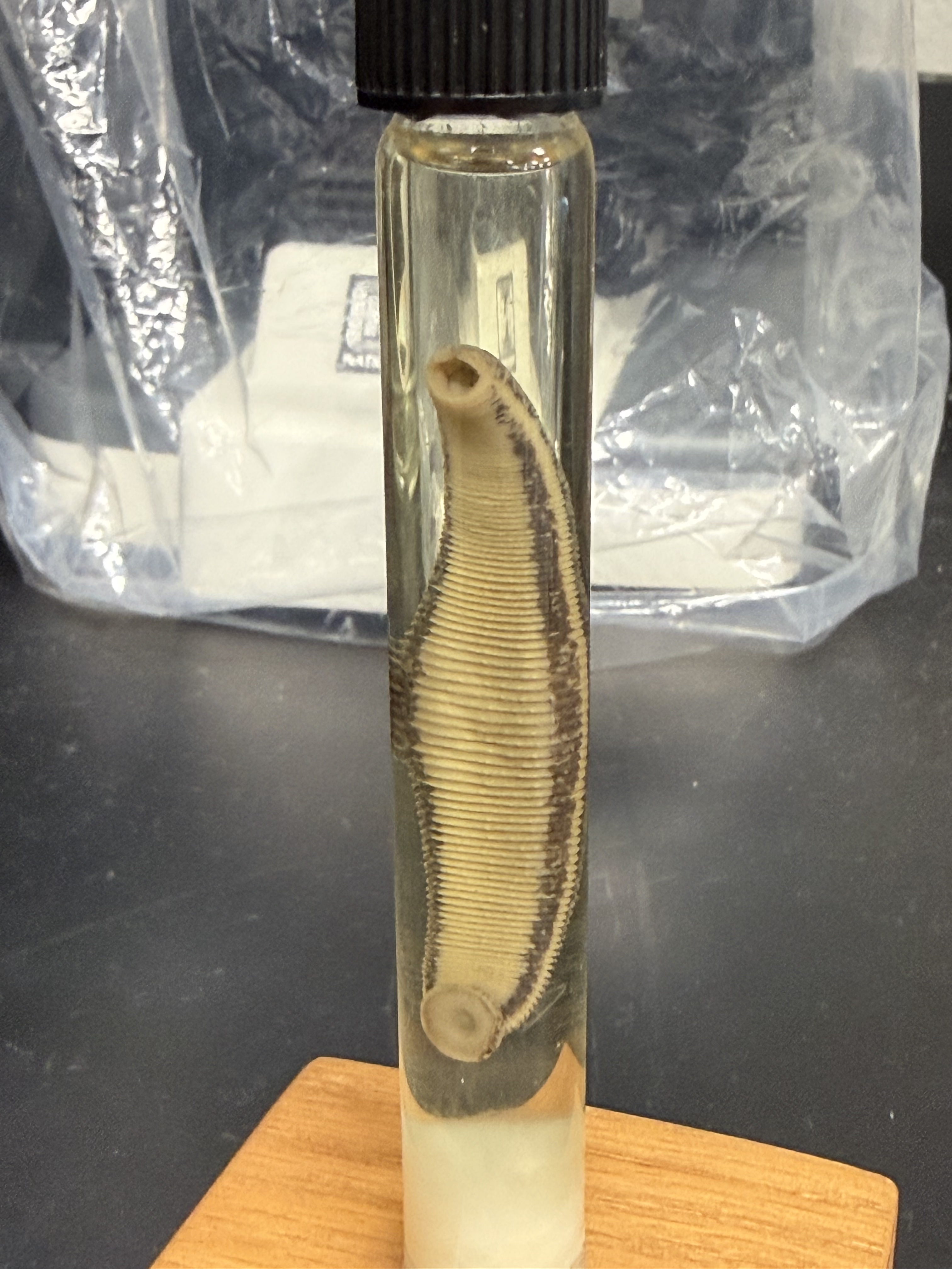 <p>Phylum</p><p>Class</p><p>Common name</p>