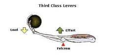 <p>Force is between resistance point & axis</p>