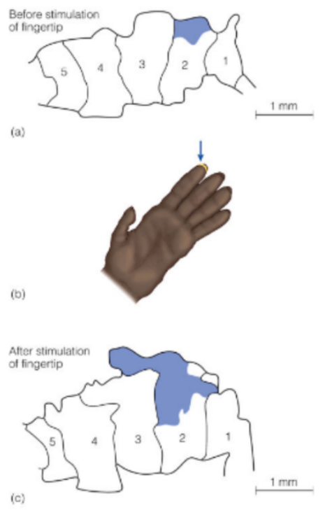 <p><u>for somatosensory homunculus</u></p><p>explain the experiment shown in picture</p>