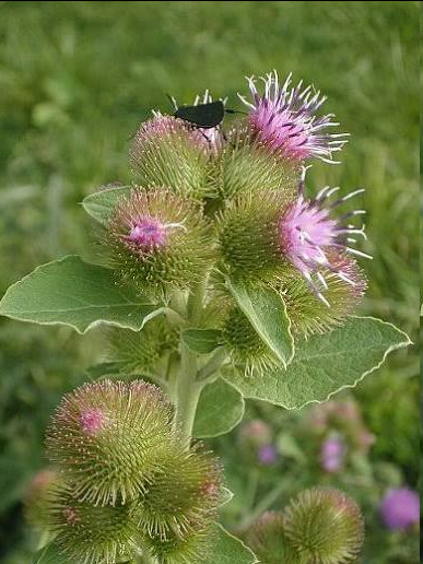 <p>This widespread biennial herb features a large, bushy stature reaching up to 1.8 m (6 ft) tall. It is highly recognizable by its massive, heart-shaped basal leaves that are dark green above and fuzzy or woolly underneath. During late summer, it produces distinct, thistle-like pink or purple flowers surrounded by hooked bristles. Ray flowers extend past bracts.</p>