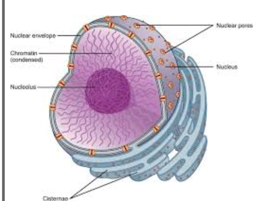 <p><span style="background-color: transparent;">The control center of the cell, containing the cell's DNA (genetic material) and directing all cell activities.</span></p>