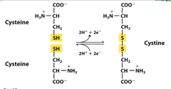 <p>A strong covalent bond formed when the sulfur of one cysteine monomer bonds to the sulfur of another cysteine monomer. important in tertiary structure of proteins</p>