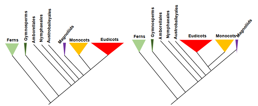 <p>do the two trees in the figure show different evolutionary relationships?</p>