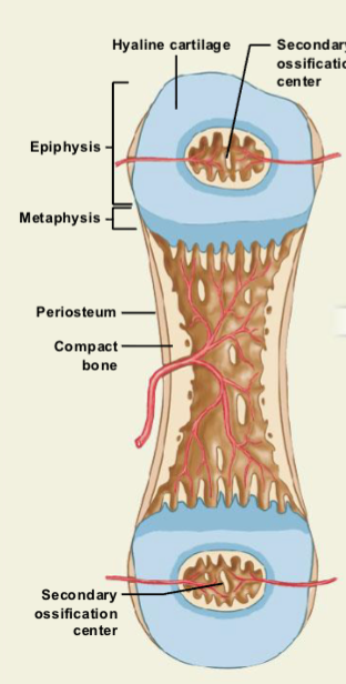 <ul><li><p><strong>Capillaries and osteoblasts enter the epiphyses</strong> (ends of the bone).</p></li><li><p><strong>Secondary ossification centers form</strong> in these regions.</p></li><li><p>The <strong>timing varies by bone and individual</strong>.</p></li><li><p>Some bones have these centers <strong>present at birth</strong>, while others remain <strong>cartilage during childhood</strong>.</p></li></ul><p></p>