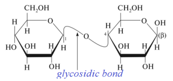 <p>Cellulose</p>