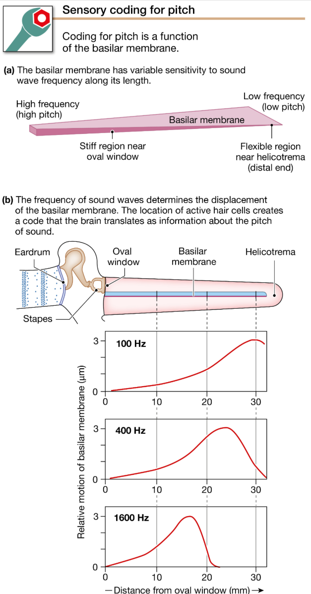 <p>The <strong>cochlea </strong>of the inner ear contains sensory receptors for hearing</p><p>-the initial processing for pitch and loudness takes place in the <strong>cochlea </strong>of each ear.</p><ul><li><p>Coding sound for pitch is primarily a function of the basilar membrane. This membrane is stiff and narrow near its attachment between the round and oval windows but widens and becomes more flexible near its distal end (FIG. 11.19a). High-frequency waves entering the vestibular duct create maximum displacement of the basilar membrane close to the oval window and consequently are not transmitted very far along the cochlea. Low-frequency waves travel along the length of the basilar membrane and create their maximum displacement near the flexible distal end.</p></li></ul><p></p>