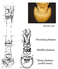 <p>3rd metacarpal bone bordered by 2nd and 4th metacarpal (splint) bones, Fetlock joint and proximal sesamoid bones, pastern joint, and coffin joint with distal sesamoid bone (navicular bone)</p>