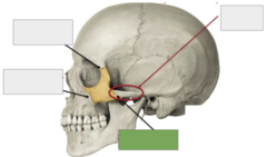 <p>Zygomatic bone: this is the</p>