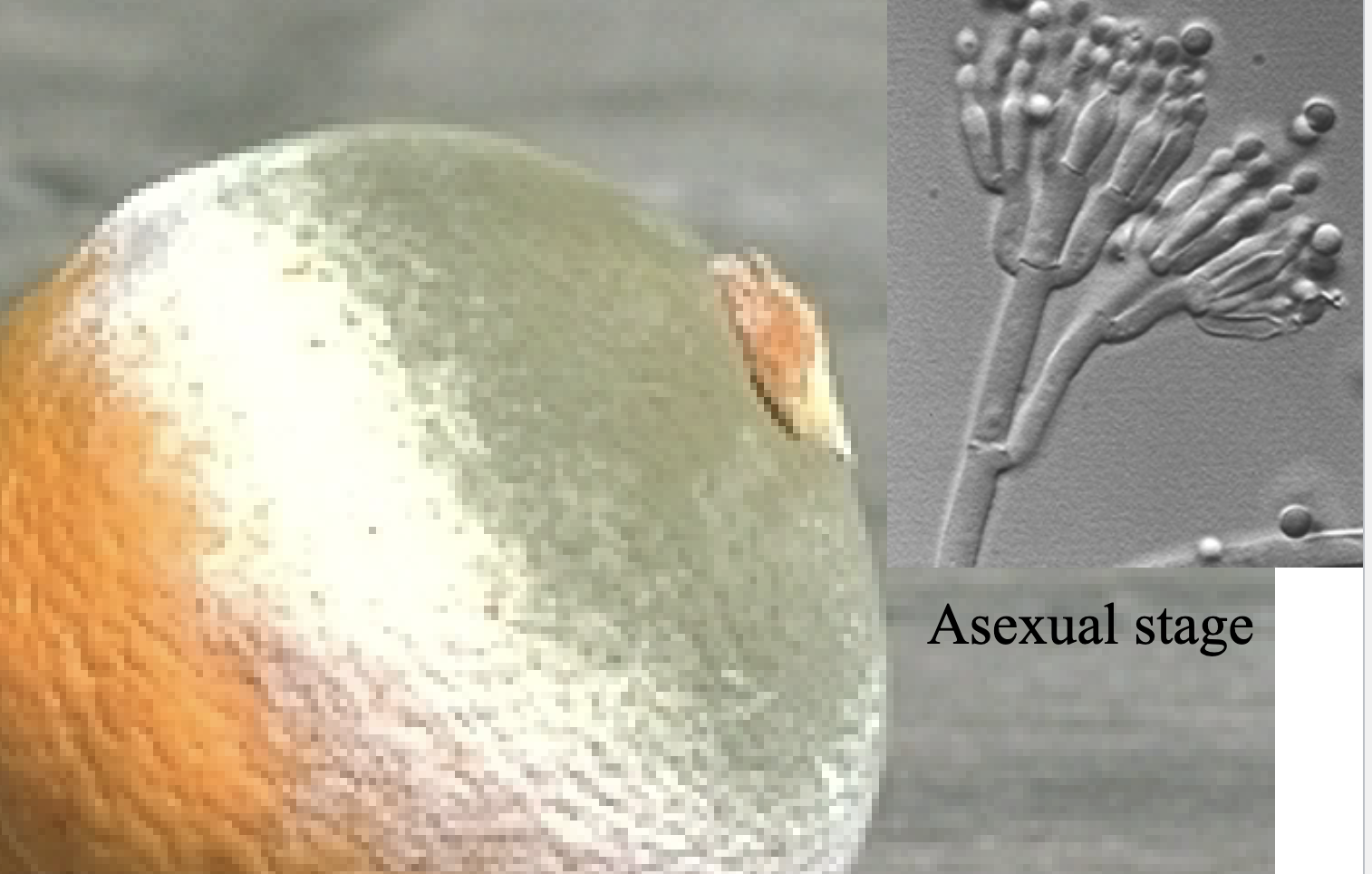 <p>"incomplete fungi" while they're ascomycota, they do not have a sexual reproductive phase. asexual stage!</p>