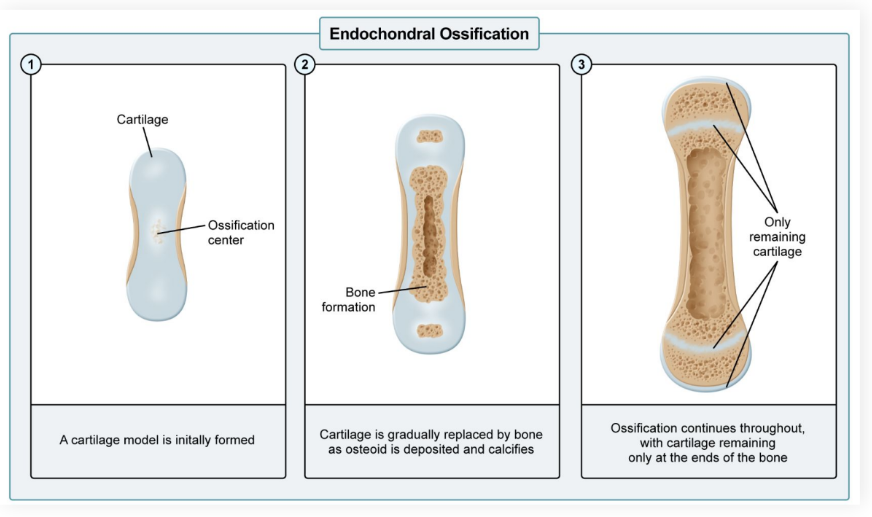 <ul><li><p><strong>Endochondral ossification</strong>: <strong>Indirect bone formation </strong>requiring <strong>cartilage </strong>replacement with bone</p></li></ul><ul><li><p>An<strong> initial cartilage </strong>model forms first</p></li><li><p><strong>Osteoid </strong>is deposited, gradually <strong>replacing </strong>the <strong>cartilage</strong></p></li><li><p>The osteoid <strong>calcifies </strong>and forms <strong>cortical bone</strong></p></li><li><p><strong>Most bones </strong>in the body use this model, including <strong>long bones </strong>and the <strong>ribs</strong></p></li></ul><p></p>
